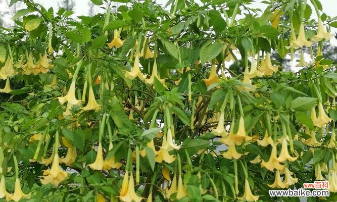 探究曼陀罗花的隐藏心意 曼陀罗花的花语及意义