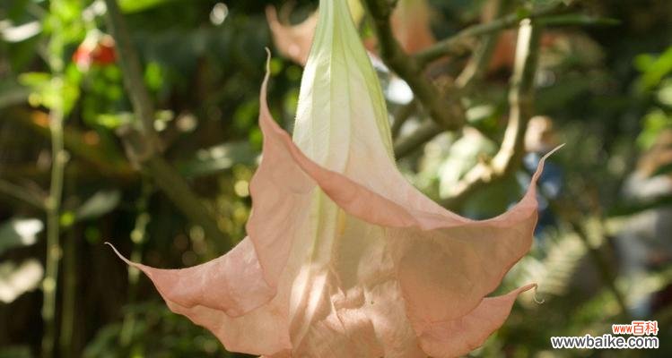 神秘的曼陀罗花花语与传说 曼陀罗花