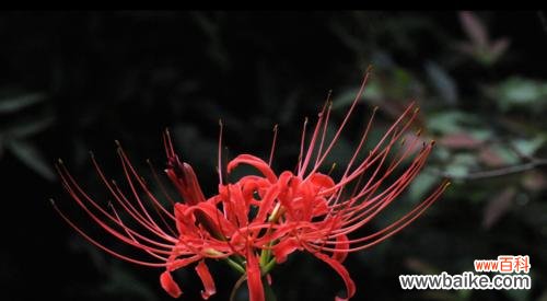 揭示曼陀罗华的神秘符号意义 曼陀罗华的寓意与象征