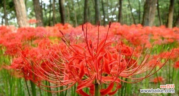 探索曼陀罗华的神秘之美与内涵 曼陀罗华的花语及其象征意义