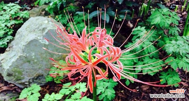 感悟自然的美丽与坚韧 曼珠沙华——生命的律动