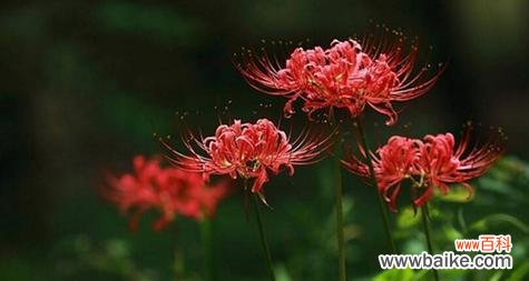 探寻曼珠沙华花语的深层意义 曼珠沙华花语