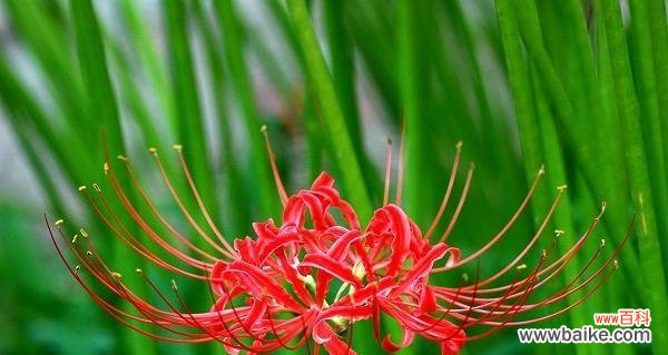 探寻曼珠沙华花语的深层意义 曼珠沙华花语