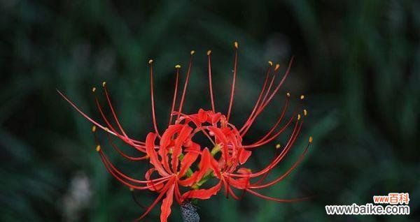 唤醒心灵的花海唤起爱的勇气 曼珠沙华——爱的象征