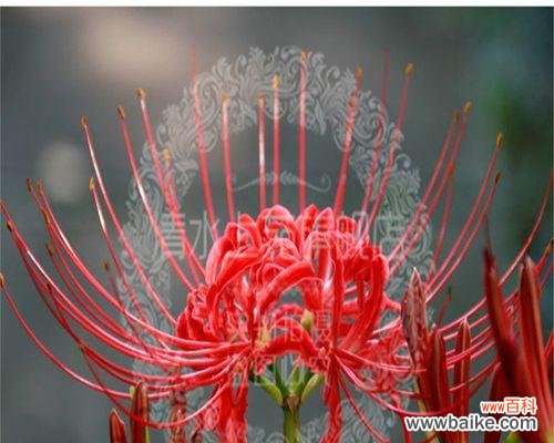 探索曼陀罗花的起源 曼陀罗花的神秘魅力