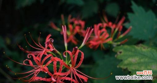 探索曼陀罗花的起源 曼陀罗花的神秘魅力