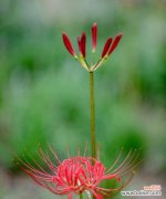揭示曼陀罗华的奥秘 曼陀罗华花语的隐含意义