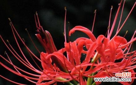 揭秘曼珠沙华的深意 曼珠沙华的花语和寓意