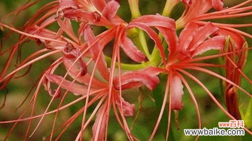 揭秘曼珠沙华的深意 曼珠沙华的花语和寓意