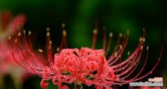 史诗般的花语和神秘传说 曼珠沙华之美与传奇