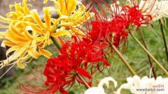 探索曼陀沙华花所传达的深刻意义 曼陀沙华花语的奥秘