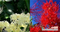 探秘曼陀沙华花的深意 曼陀沙华的花语和寓意