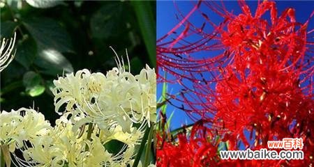 探秘曼陀沙华花的深意 曼陀沙华的花语和寓意