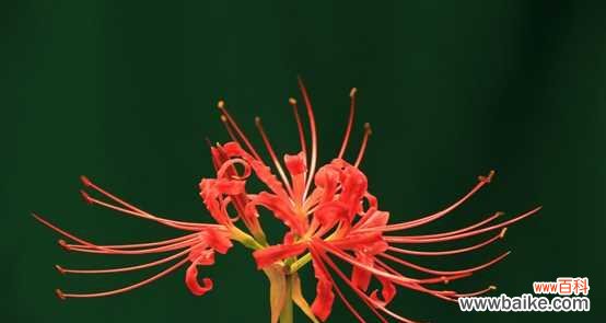 探秘曼陀沙华花的深意 曼陀沙华的花语和寓意