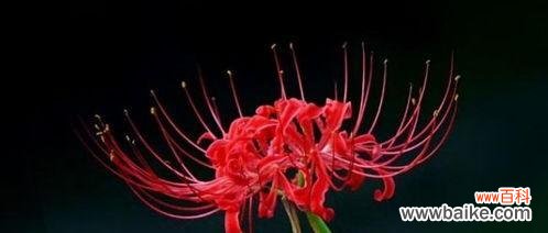 揭开曼珠沙华的意义与特点 曼珠沙华的神秘之美