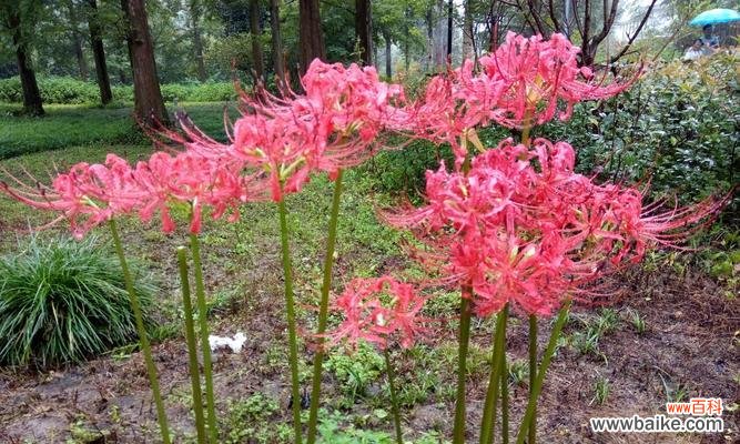 揭开曼珠沙华的意义与特点 曼珠沙华的神秘之美