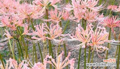 探索曼珠沙华花的美丽寓意 曼珠沙华的花语和意义