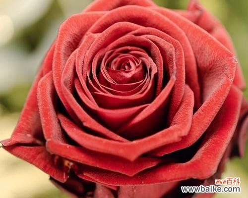 玫瑰花语的深刻内涵与情感传递 玫瑰之语——花开的诗意