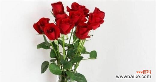 探索玫瑰的美丽与深意 玫瑰的含义与象征