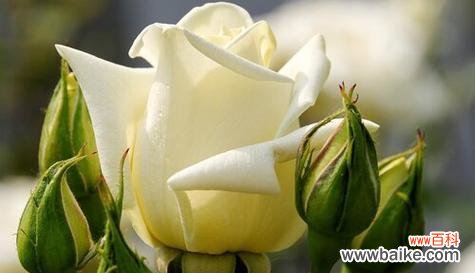 一朵玫瑰花的关键寓意 玫瑰花的寓意与意义