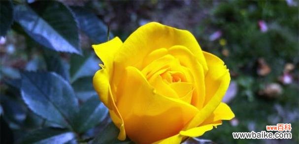 一朵花解读心语 玫瑰之花语与寓意