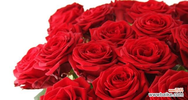 一朵花解读心语 玫瑰之花语与寓意