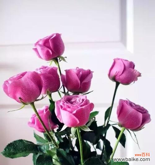 玫瑰花的数量和含义 玫瑰的象征意义及数量解读