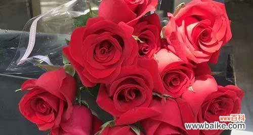 探索玫瑰花数量与情感传达之间的关系 玫瑰朵数的寓意及象征意义