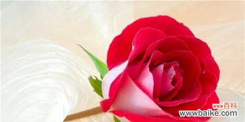 探索玫瑰花数量与情感传达之间的关系 玫瑰朵数的寓意及象征意义
