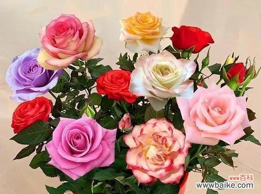 探究玫瑰花的意义与象征 玫瑰的寓意与象征