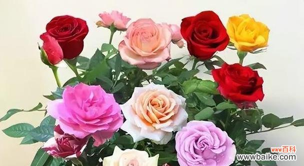 玫瑰花的各种花语和象征意义 玫瑰花的浪漫之意