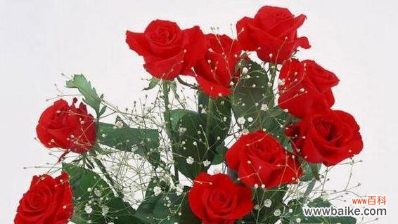 探索玫瑰花的独特语言 玫瑰朵数的含义与象征