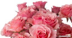 用一束玫瑰表达深情的方式 29朵玫瑰花的花语