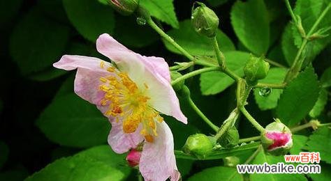 探索野蔷薇的花语 野蔷薇花语-传递爱与希望的美丽信使