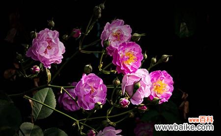 探索野蔷薇的花语 野蔷薇花语-传递爱与希望的美丽信使