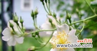 探索野蔷薇的花语 野蔷薇花语-传递爱与希望的美丽信使