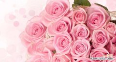 表达爱意 粉色玫瑰花的浪漫寓意