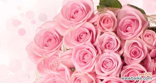表达爱意 粉色玫瑰花的浪漫寓意