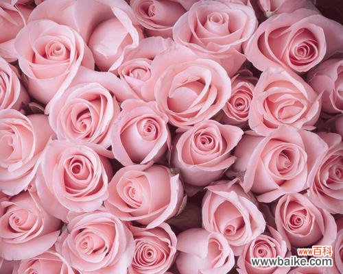 表达爱意 粉色玫瑰花的浪漫寓意