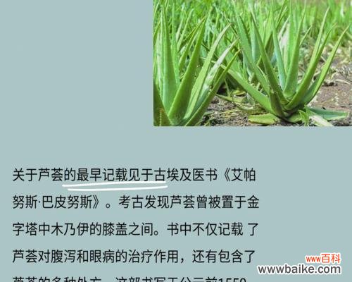 揭开芦荟花语背后的奥秘 探秘芦荟的花语与神奇之处