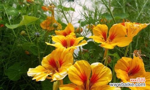 探索旱金莲花的花语 旱金莲花语