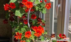 探索旱金莲花的花语 旱金莲花语