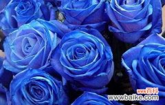探秘碎冰蓝玫瑰 碎冰蓝玫瑰的花语及象征意义