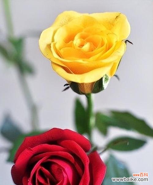 揭示玫瑰花的爱情 玫瑰花的含义及象征意义