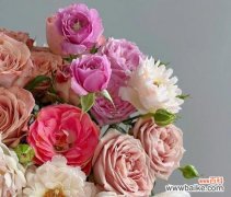 探索玫瑰花不同颜色所蕴含的花语及其象征意义 玫瑰花的花语