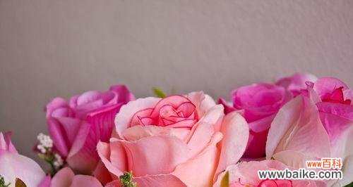 玫瑰花的花语及象征意义 浪漫与热情