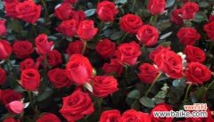 一朵朵玫瑰花的含义与诠释 玫瑰花的象征意义及其对人类的影响