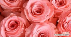 玫瑰花的神秘魅力与多样表达方式 玫瑰花的象征意义及代表的含义