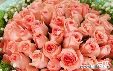 探寻玫瑰花在不同文化中的多重含义 玫瑰花的花语与象征意义