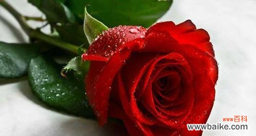 探秘玫瑰花的特点与象征意义 玫瑰花